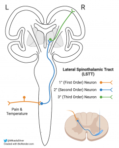 tract spinothalamic anatomy lateral