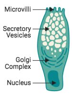Goblet Cell Created with BioRender.com